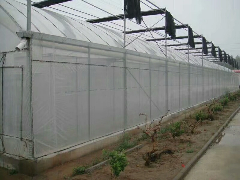 Agricultural Greenhouses Multispan Greenhouses for Microgreens Growing System