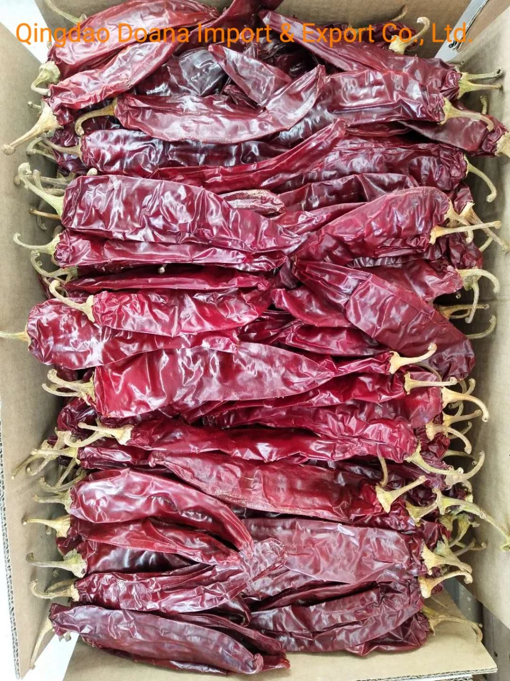 China Xinjiang Top Quality Paprika Pods (Guajillo, Table paprika)