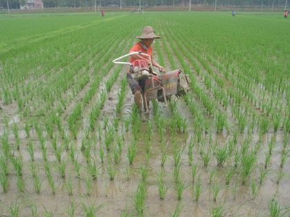 Le désherbage de la machine, Paddy Paddy Weeder simple rangée