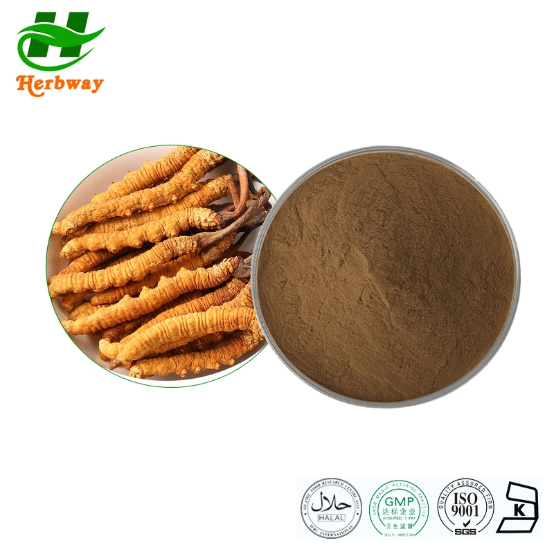Herbway China Supplier Hot Sale ISO 10%-50% Polysaccharide Cordyceps Sinensis Extracts Cordyceps Extract Powder