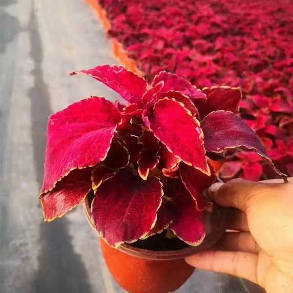 Touchhealthy Supply Coleus Blumei Seeds/Coleus Seeds