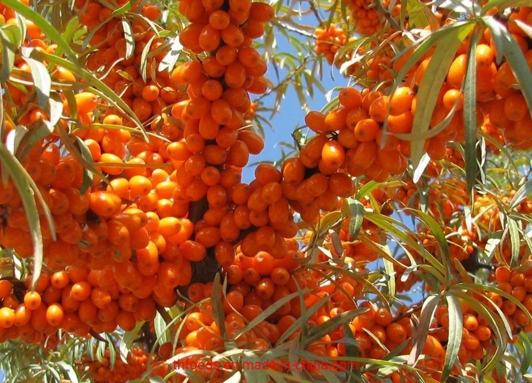 New Crop Frozen Seabuckthorn Berries