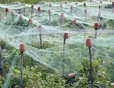 Anti Bird Protection Net Garden Plant Mesh Netting Fruit Trees Netting with Cable Ties and U-Shaped Garden Pegs (White)