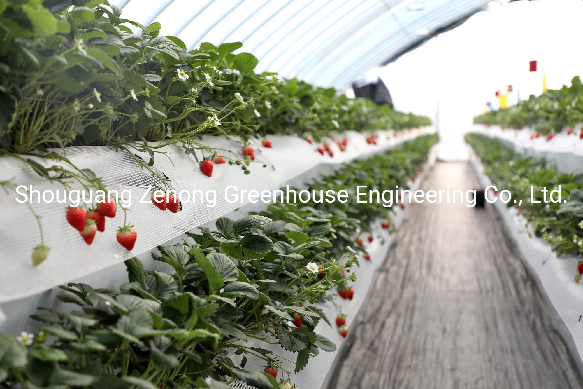 Elevated Strawberry Planting System for Agricultural Park/Sightseeing/Botanical Gardens