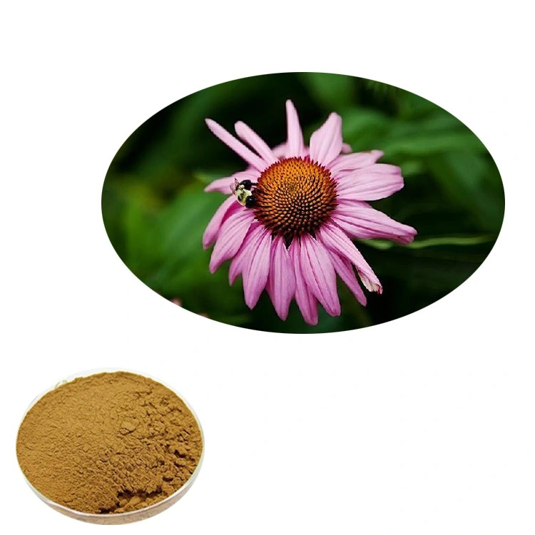 Fábrica melhor qualidade extracto de ervas naturais Echinacea Purpurea Extract Pó