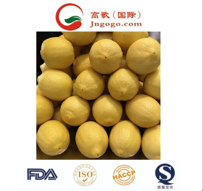 Wholesale/Supplier Natural Citrus Fruit Fresh Green Organic Lemon