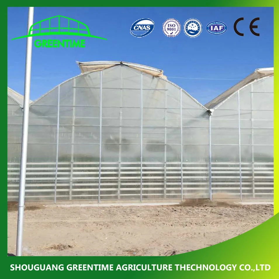 Strong Structure Galvanized Venlo Greenhouse with Cooling/Hydroponic System
