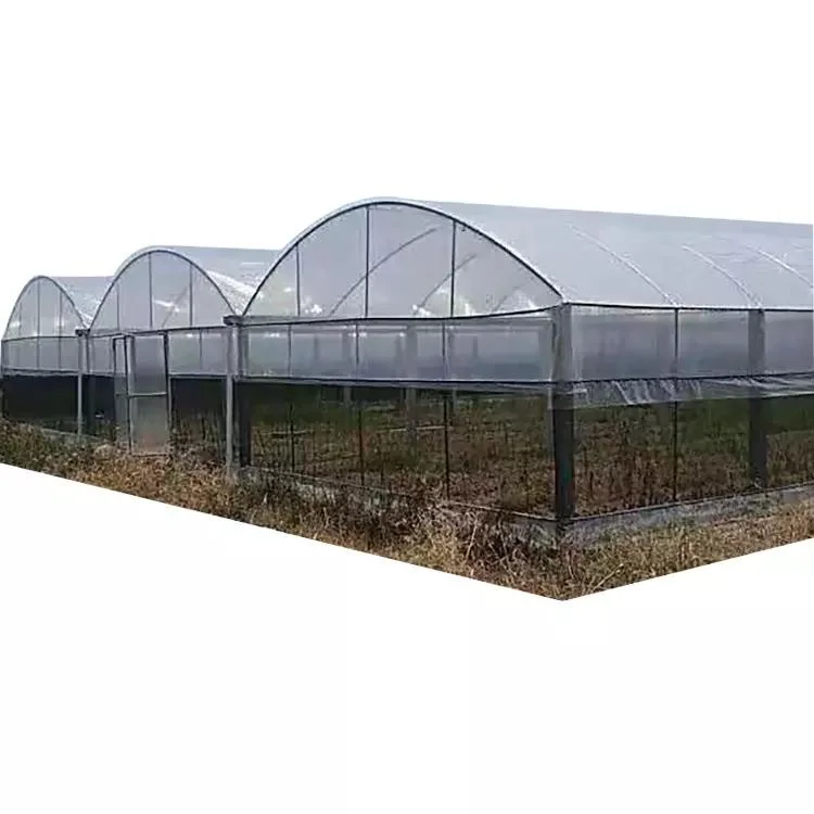 Complete Glass Agricultural Greenhouse Turnkey Project with Hydroponic Growing System