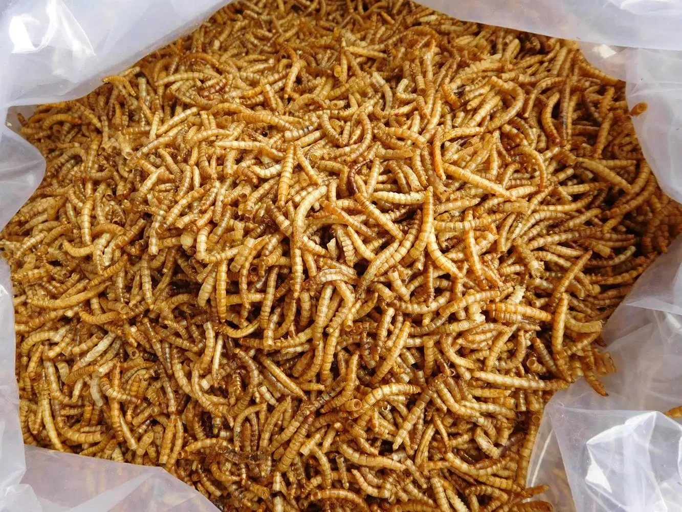 Сушеные Mealworms для корма/птиц/декоративных рыб и рептилий