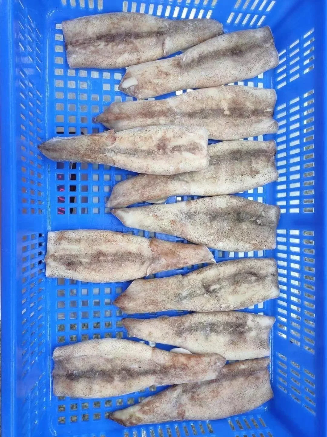 Gefrorene Tintenfisch/Calamari Tube mit Haut an