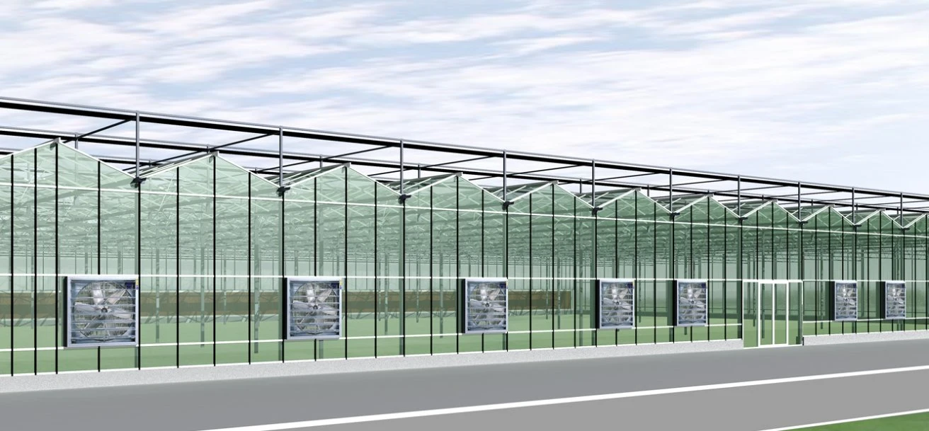 Multi Span Glass Greenhouse Venlo Greenhouse