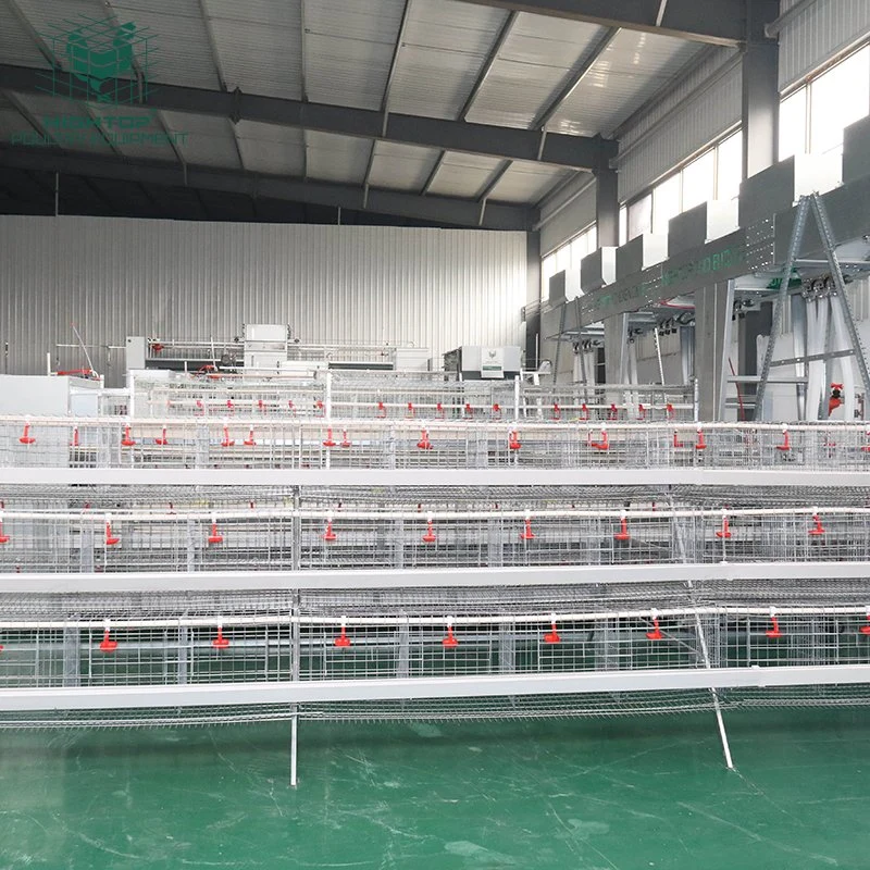 Poultry Farm Dimension for 1000 Chicken Layer Cage Guangzhou