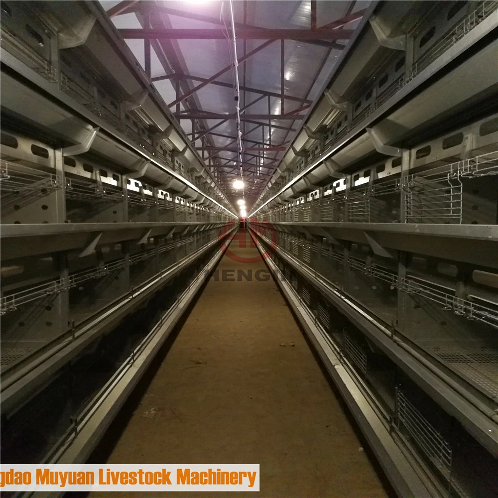 Automatic Battery Baby Layer Chick Coop of Poultry Livestock Machinery