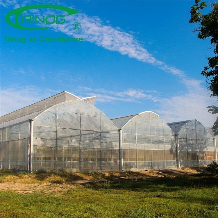 Galvanized Steel Structure Multi-Span Film Photovoltaic Greenhouse for Vegetable Flower Growth