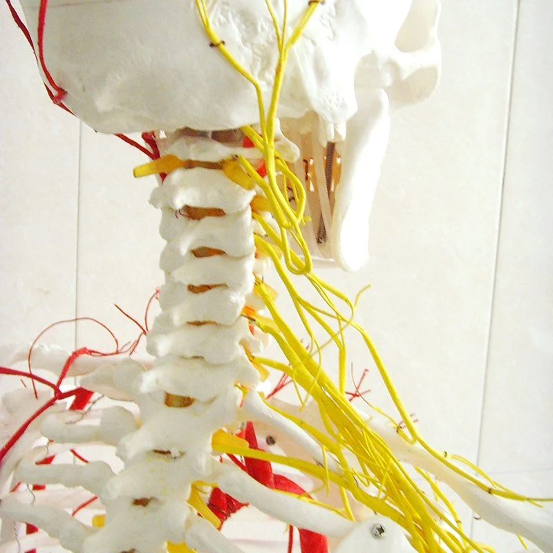 Modelo de esqueleto humano la enseñanza de la columna vertebral Modelo 170 cm de esqueleto humano con las principales arterias y nervios espinales con tamaño natural de PVC