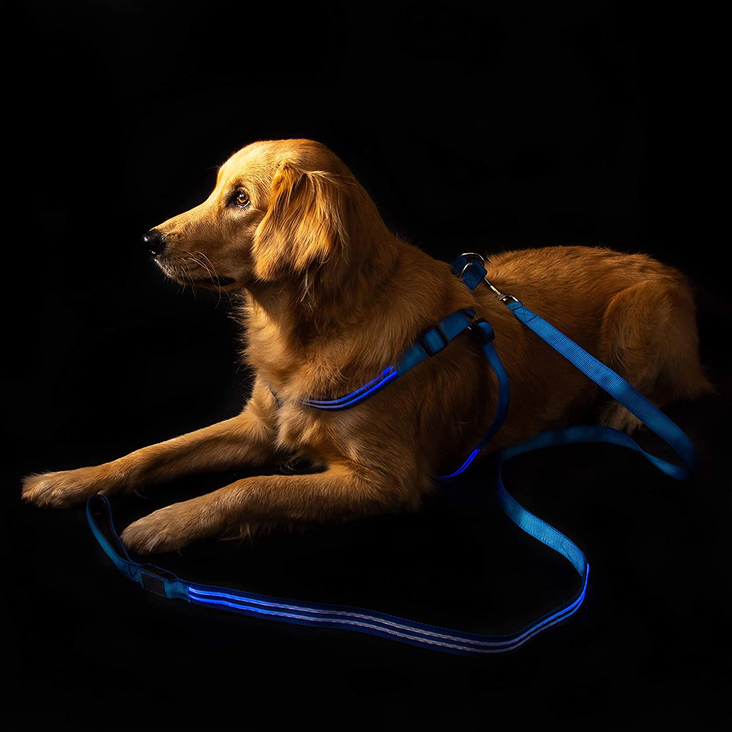 Cablagem para cão com iluminação NoxGear Super Bright e USB recarregável Bateria Plus excelente para cães pequenos médios e grandes