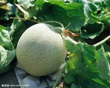 Cantaloupe No. 1 Chinese Round Shape Melon Seeds for Sale