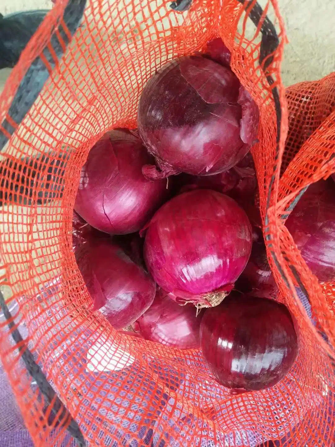 10kg 20kg Net Bag 8cm-10cm Yellow Onion Red Onion