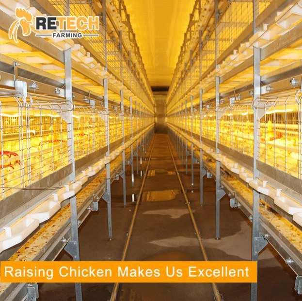 Reasonable and cheap price broiler chicks rate for sale