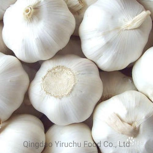 Normal White Fresh Garlic New Crop 2023