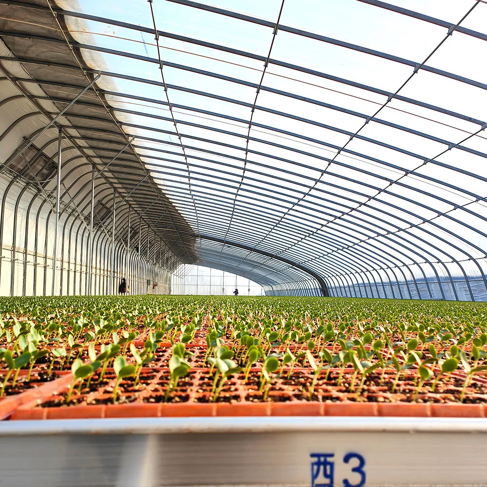 Agriculture/Commercial Multi Span Tough Glass Film Green House Film for Vegetable/Flower/Fruits with Hydroponics/Irrigation/Temperature Control System