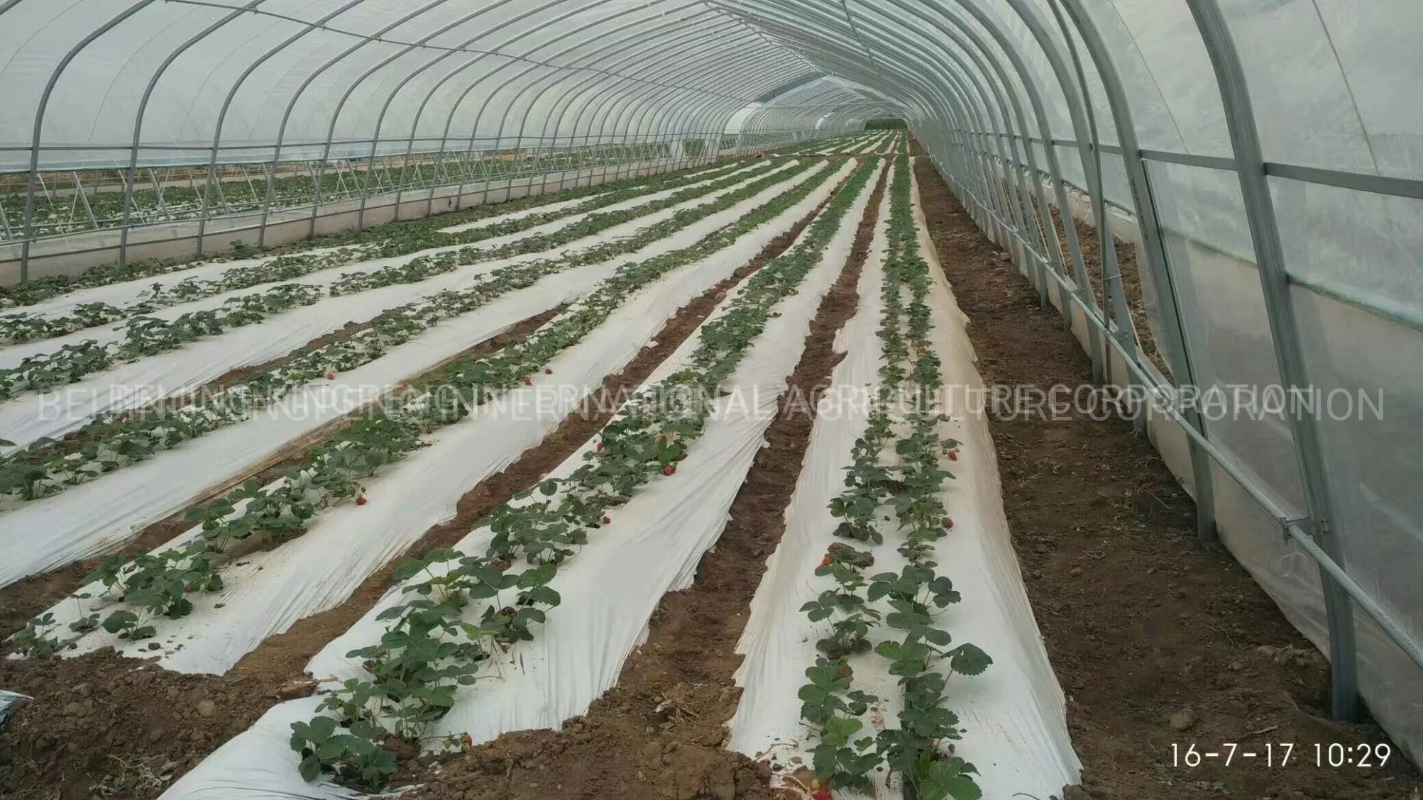 Single Span Tunnel Film Greenhouse with Single Layer Film for Lettuce/Spinach/Cerly