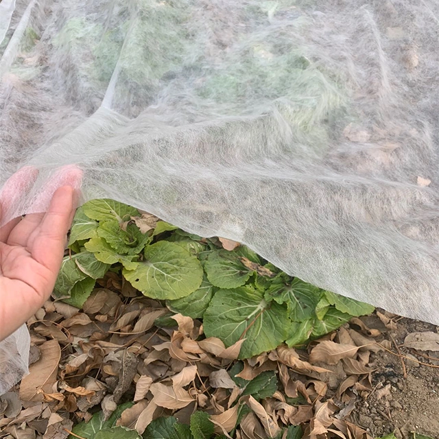 100% de matériau en polypropylène et de l'Agriculture Rouleau de tissu non tissé Jumbo