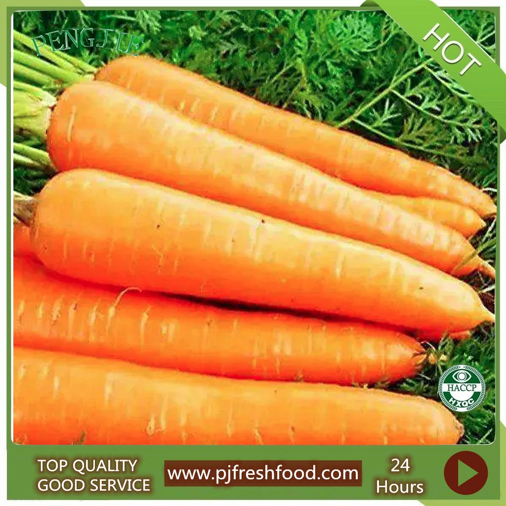 China Carrot for Export