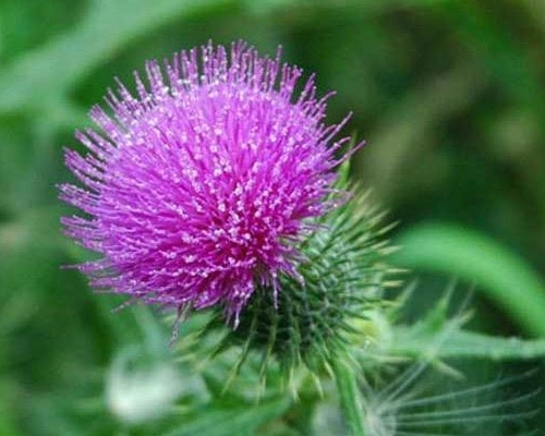 World Well-Being Organic Milk Thistle Extract Silymarin 50%, Silybin, Isosilybin for Liver Health