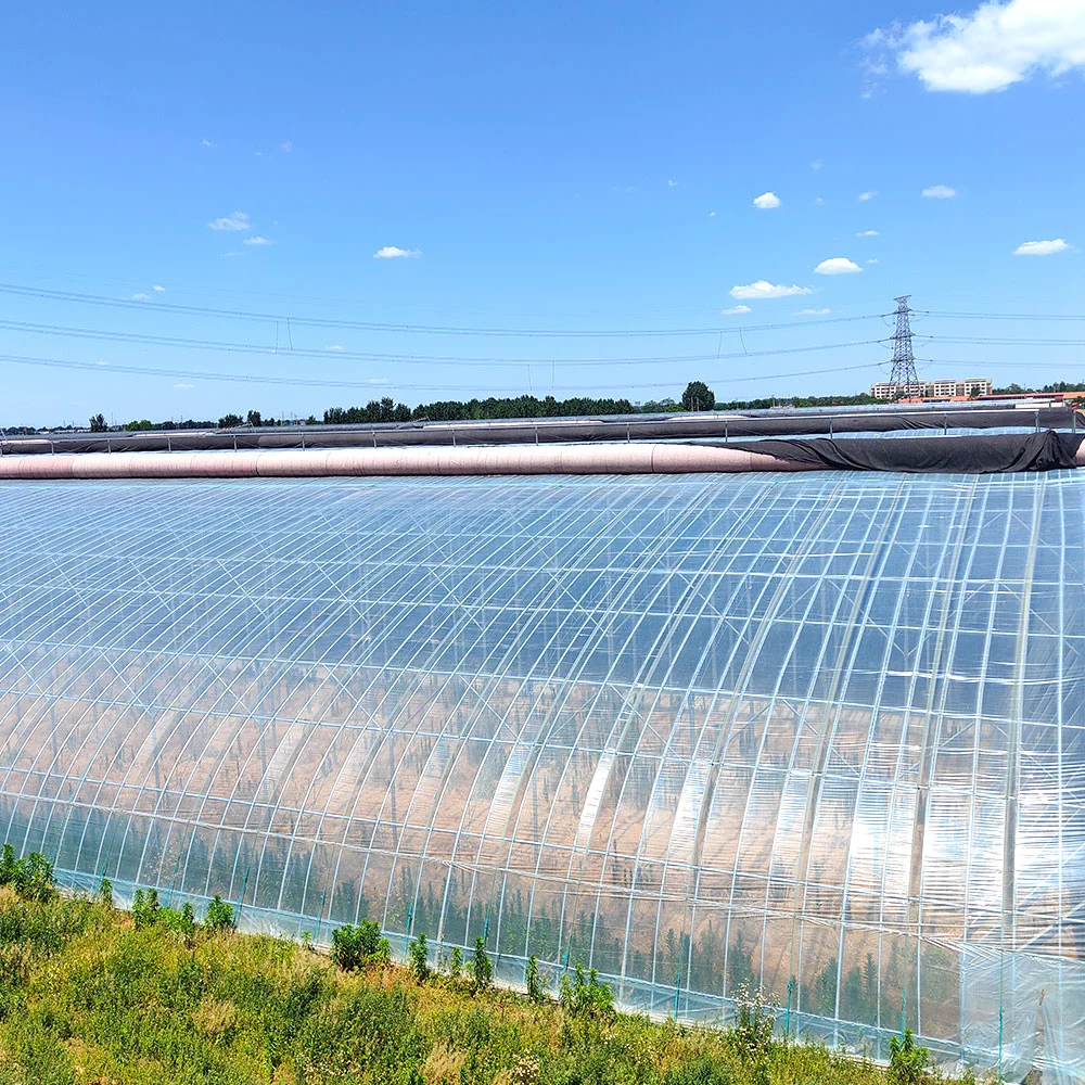 Agriculture/Commercial Multi Span Tough Glass Film Green House Film for Vegetable/Flower/Fruits with Hydroponics/Irrigation/Temperature Control System