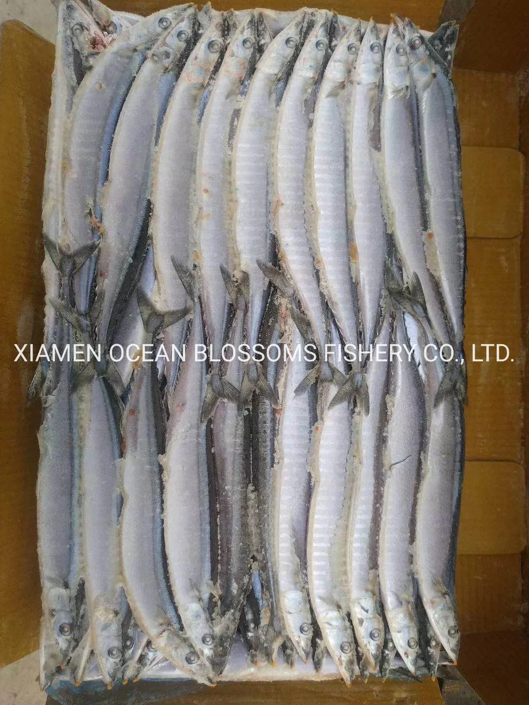 Best Quality Frozen Pacific Saury