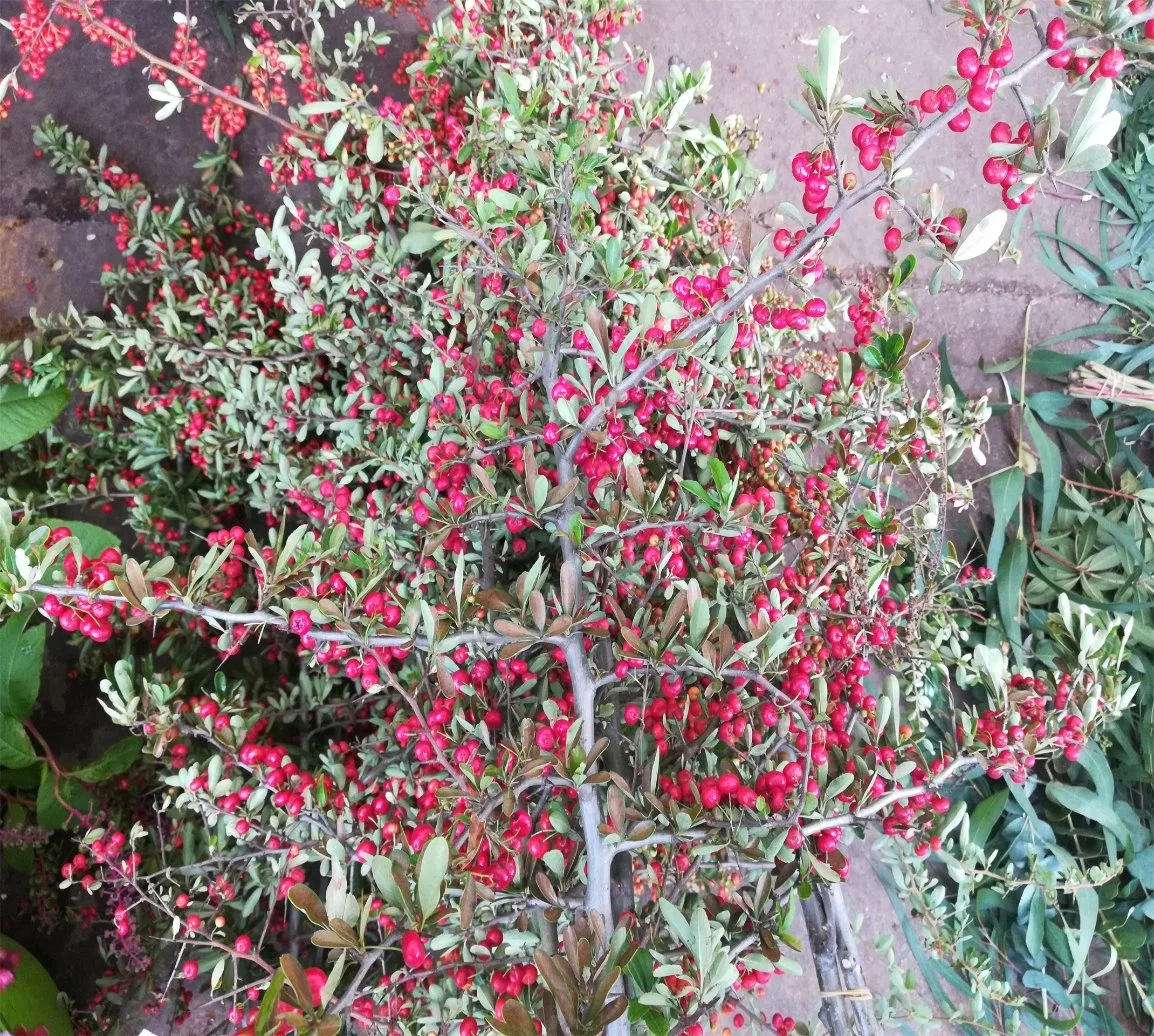 Magnifique jardin décoration feuilles des plantes fraîches coupées Prickle fruits rouge