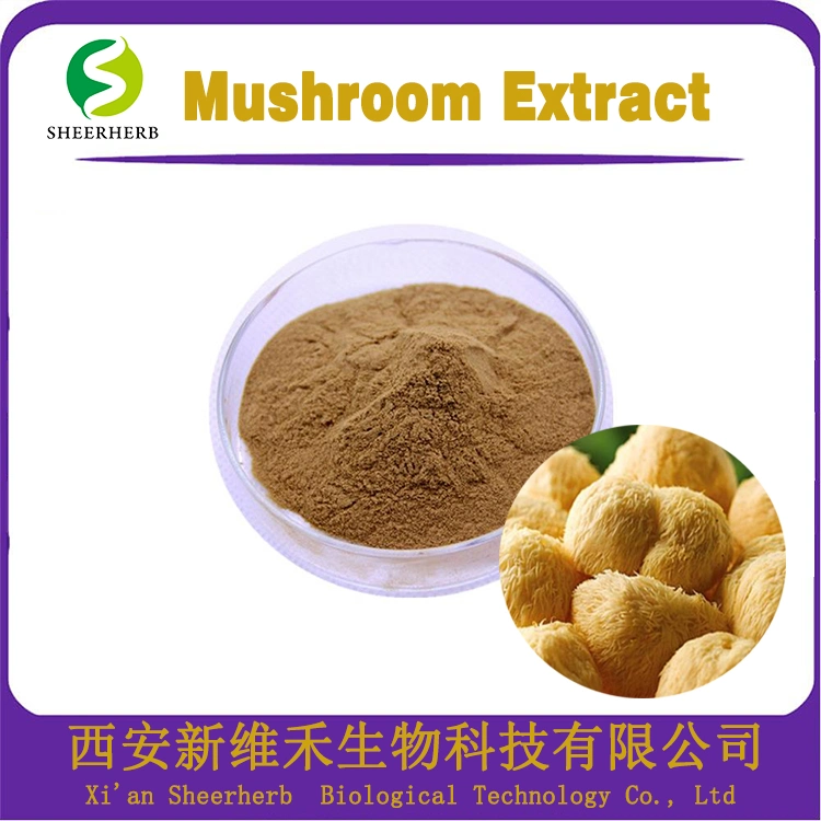 Natural Plant Extract Organic Natural Lions Mane Mushroom Extract for Anti-Cancer and Lower Blood Pressure Herb Herbal