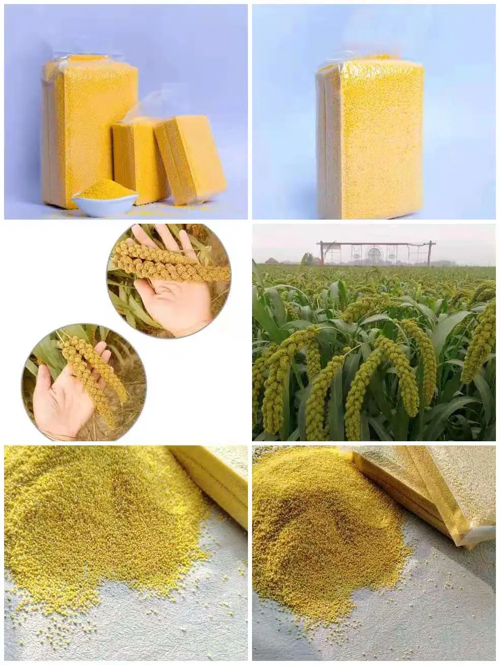 Organic Millet Is Directly Sold as Stomach Food Under The Best Environment in China