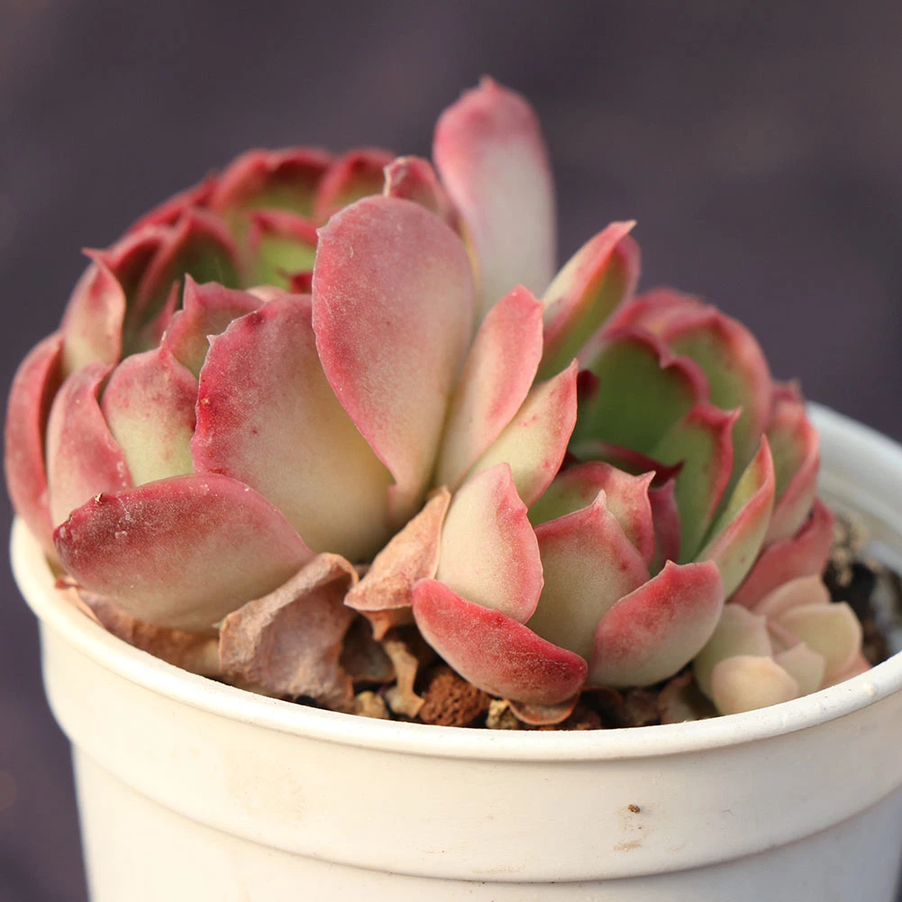 China High-Quality Echeveria Variegated Natural Live Plants Succulents