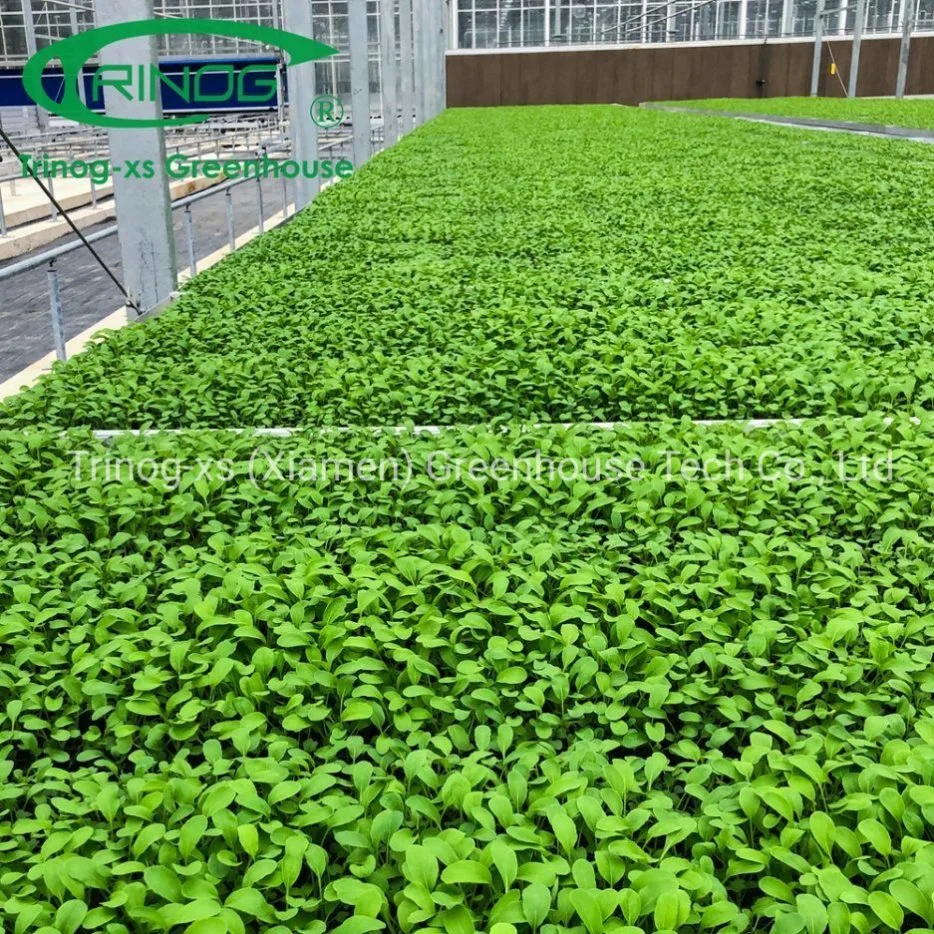 Professionelle verzinkte Stahlrohrstruktur Glashaus mit Indoor hydroponic System