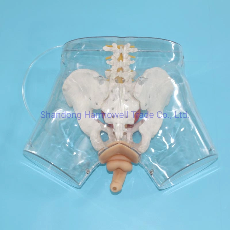 Transparent Male Urethral Catheterization Model