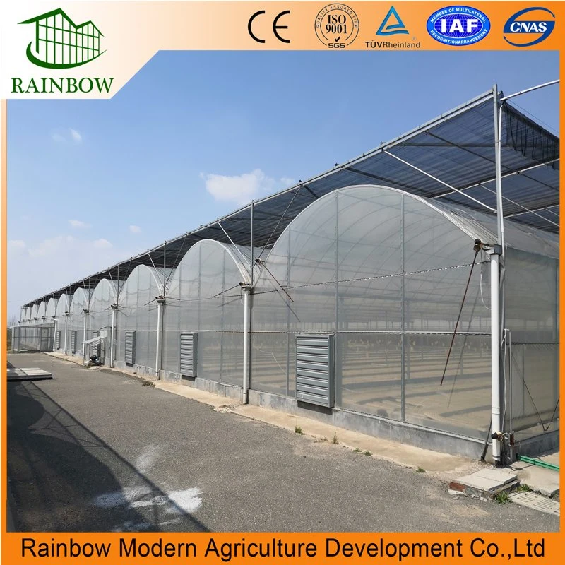 Multi-Span Commercial Plastic Greenhouse for Agriculture with Hydroponics