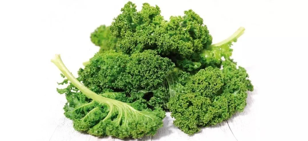 High quality/High cost performance  Organic Vegetable Kale Leaf Powder