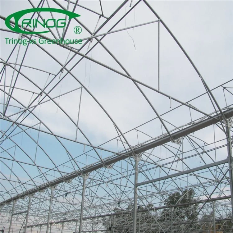 Commercial Large Plastic Film Green House for Plant Growth