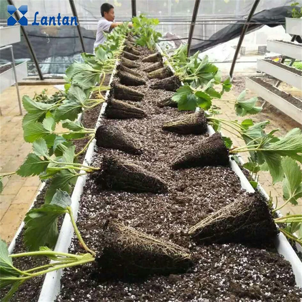 PVC Hydroponics System for Strawberry Cultivation with Strawberry Gutter