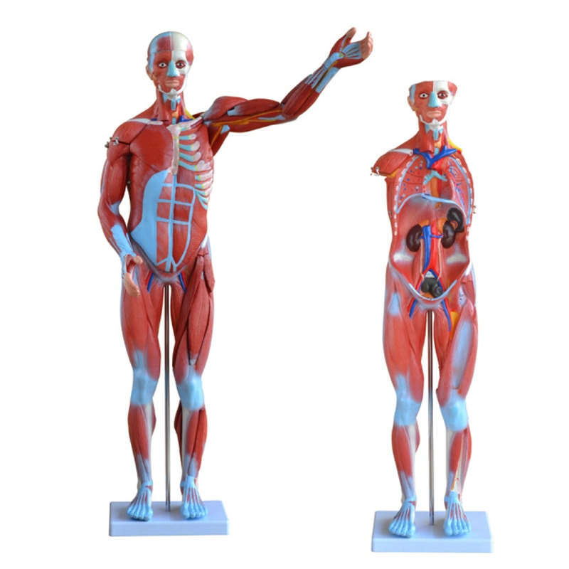 27 partes músculo humano Masculino 30 partes Anatomía Modelo muscular