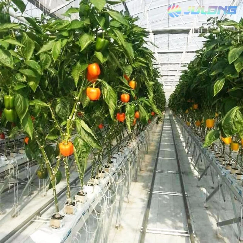 Hydroponic Growing System Plastic Film Greenhouse for Vegetables with Installation