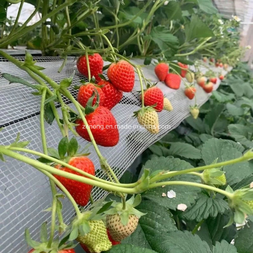 Greenhouse 3D Vertical Planting Elevated Strawberry Supports Frame