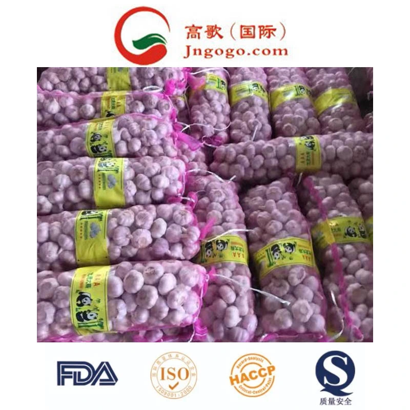 Fresh Normal White Garlic Supplier (5.5cm and up)