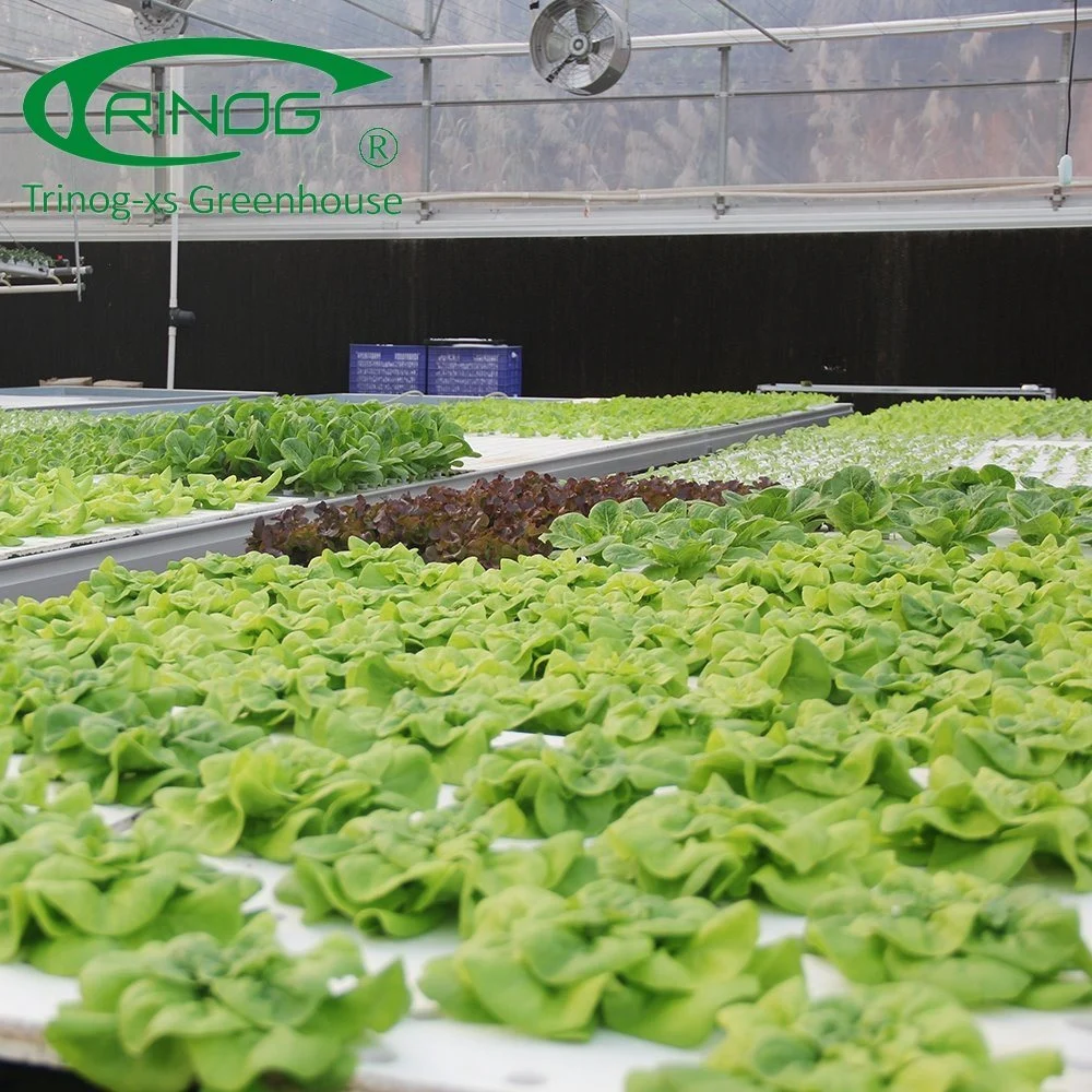 Econômico Baixo custo de cultivo Multi-Span Sistema de hidroponia Estufa de filme em óleos vegetais