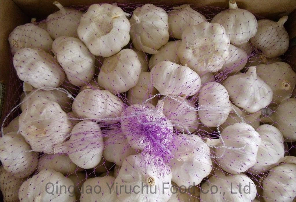 Wholesale/Supplier Fresh Garlic Chinese Supplier Shandong Garlic Fresh Dried White Garlic