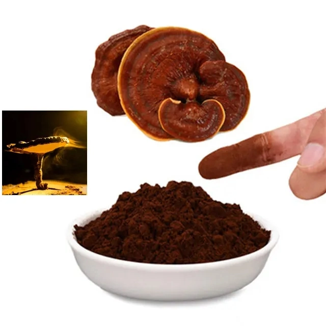 Reines Natürliches Organisches Reishi Pilzpulver Mit Muschelbruch Ganoderma Lucidum Spore Für das Gesundheitswesen