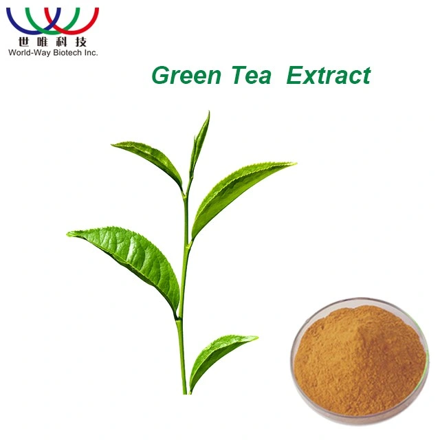 Les polyphénols de 95 % 40 % de l'EGCG naturel extrait de thé vert