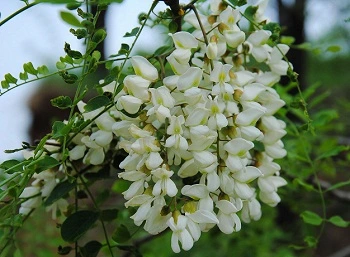 La rutine poudre Sophora japonica extrait pour Anti-Inflammatory